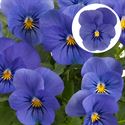 Bild von Viola P9 kleinbloemig True Blue